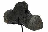 Sauropod Distal Caudal Vertebra w/ Stand - Bone Cabin Quarry #356932-4